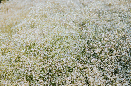 large bush of white gypsophila against the background of the sunの写真素材