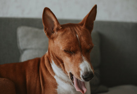 Basenji dog sits with his mouth open and yawns on the sofa at homeの写真素材