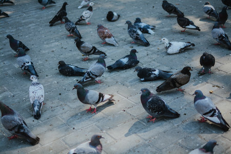 a flock of pigeons sitting on the asphalt in the center of a summer cityの写真素材