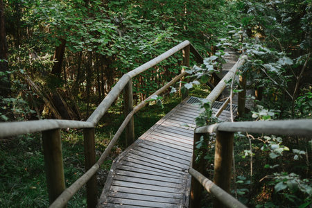 wooden staircase with railings in the depths of the Estonian forest on a summer dayの写真素材