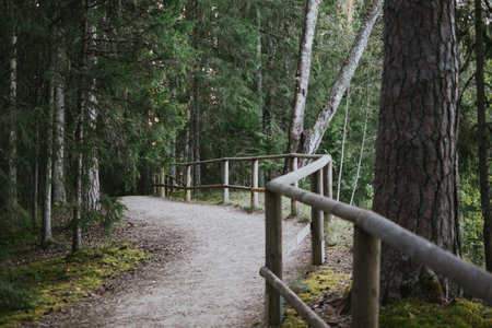path with wooden railings in the middle of a forest with moss and treesの写真素材
