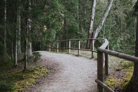 path with wooden railings in the middle of a forest with moss and treesの写真素材