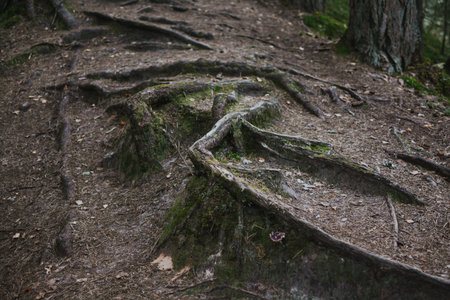 macro shooting of tree roots from underground in estonian forest