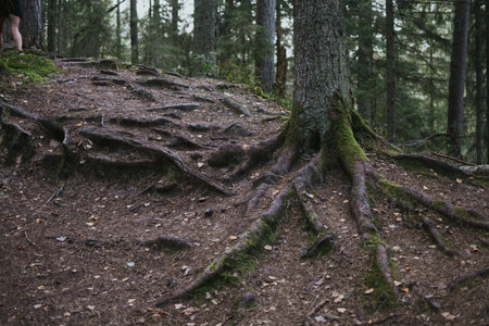 macro shooting of tree roots from underground in estonian forestの写真素材