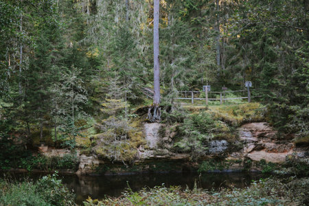 tree standing with its roots pulled out of the ground against the background of a river and forestの写真素材