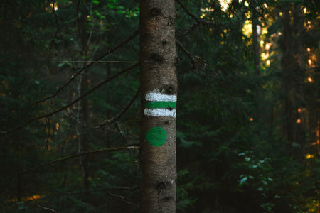 white and green landmark on a tree in the wilderness of the forest of Estoniaの写真素材