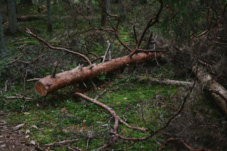 broken tree in the middle of the road in the middle of the forest after a stormの写真素材