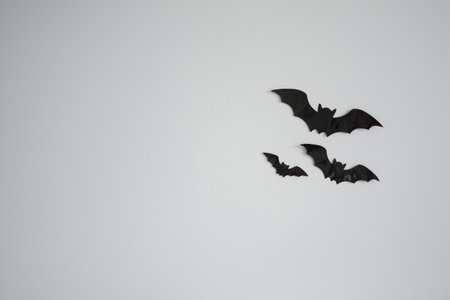 black bats closeup on a white wall for halloweenの写真素材