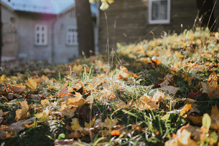 colorful maple leaves close-up against a background of green grass and houses in autumn weatherの写真素材