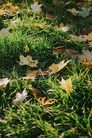 multi-colored maple leaves on a background of green grass in autumn sunny weatherの写真素材