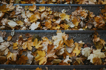 Colorful maple leaves close up against the background of park steps in autumn weather in the Tartu
