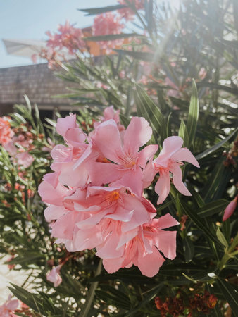 bush with pink flowers against the background of Adreatic Sea in Montenegro on the beach in Budva