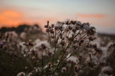 white plant close up in a field called cotton grass vaginalis in europe in summer at sunsetの写真素材