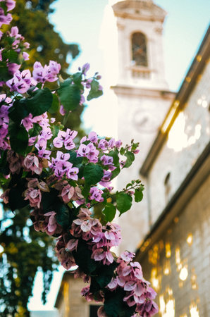 Old church with huge clock and bell tower in city center of Trogir with tree with purple flowersの写真素材