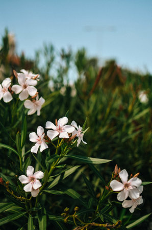 Green bush with white-pink flowersの写真素材