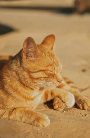 A street ginger cat lies on the floor at sunset and enjoys the warm summer rays of sunの写真素材