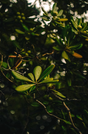 Green bush close up mediterranean vegetation natural ecology in Croatiaの写真素材