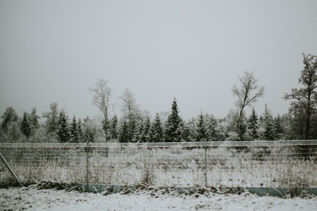 A winter landscape with snow-covered spruces, fog, and a cold atmosphere. Snow blankets the trees, fence, and ground, creating a serene winter sceneの写真素材
