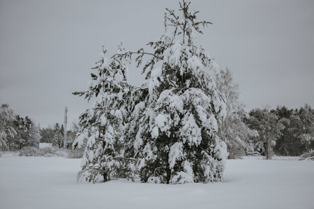 A snowy winter forest with a path surrounded by snow-covered trees. The white snow blankets the branches, creating a magical atmosphere. High quality photoの写真素材