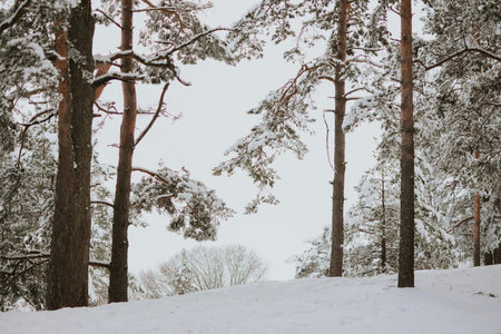 Frozen winter trees due to severe frost in Europe. Cold weather has arrived. High quality photo