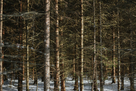 Tall forest with birches and pines with a snow-covered path in winter. Walk in the fresh air in the...