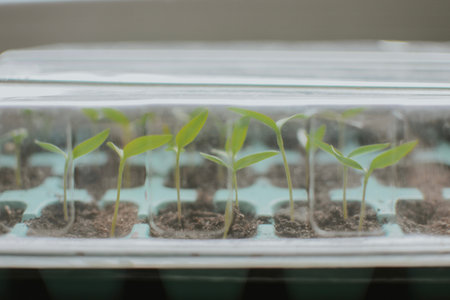 Seedlings in a plastic tray close-up. Planted seed and after some time grown sprouts for...