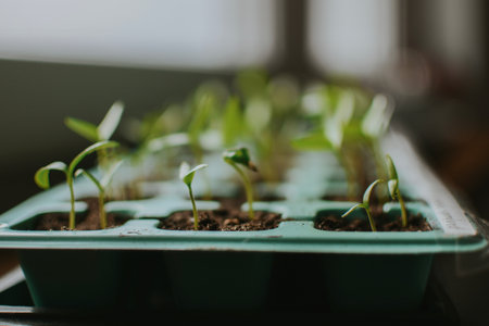 Seedlings in a plastic tray close-up. Planted seed and after some time grown sprouts for transplanting in the garden to the greenhouse. Ecology and healthy nutrition. High quality photoの写真素材