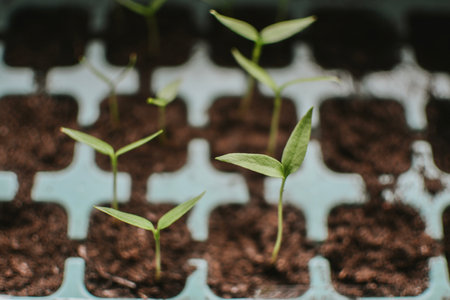 Seedlings in a plastic tray close-up. Planted seed and after some time grown sprouts for transplanting in the garden to the greenhouse. Ecology and healthy nutrition. High quality photoの写真素材