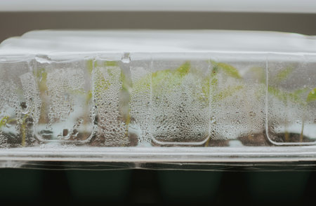 Seedlings in a plastic tray close-up. Planted seed and after some time grown sprouts for transplanting in the garden to the greenhouse. Creating a greenhouse effect to accelerate growthの写真素材