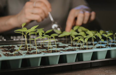 A woman plants a seedling in a larger place in a plastic form. Preparing for the summer gardening season. High quality photoの写真素材