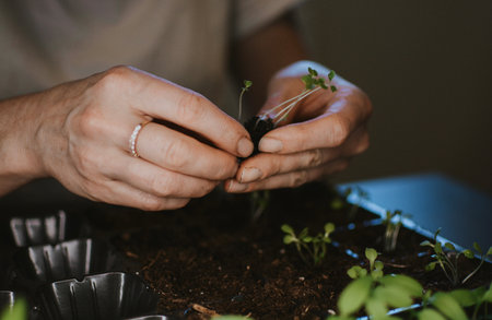 A woman plants a seedling in a larger place in a plastic form. Preparing for the summer gardening season. High quality photoの写真素材