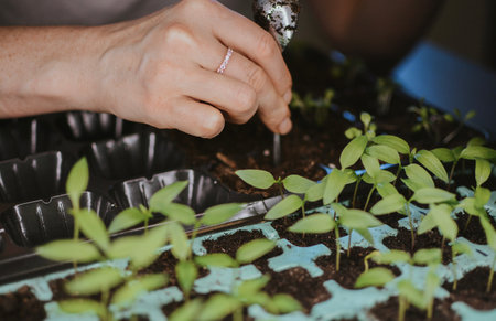 A woman digs up the soil with her hands and plants a seedling in a larger place in a plastic form. Preparing for the summer gardening season. High quality photoの写真素材