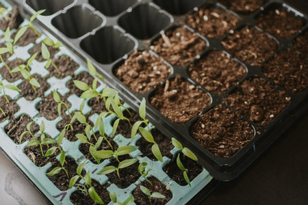 Various plastic forms for soil and growing sprouts. Preparing for the summer gardening season. High...