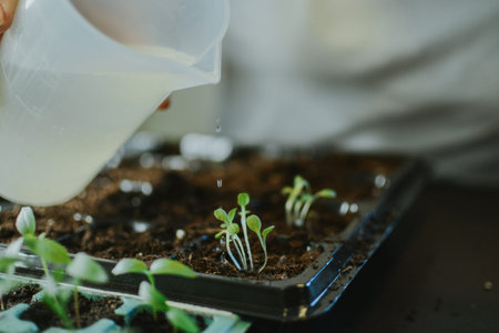 A woman waters the soil with her hands and plants a seedling in a larger place in a plastic form....