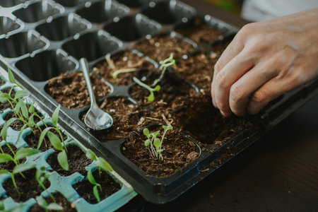 A woman digs up the soil with her hands and plants a seedling in a larger place in a plastic form. Preparing for the summer gardening season. High quality photoの写真素材
