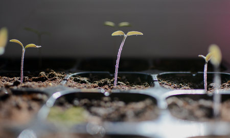 Seedlings in a plastic tray close-up. Planted seed and after some time grown sprouts for transplanting in the garden to the greenhouse. Ecology and healthy nutrition. High quality photoの写真素材