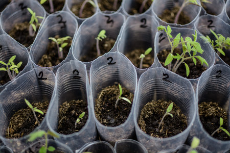 Seedlings in a plastic tray close-up. Planted seed and after some time grown sprouts for...