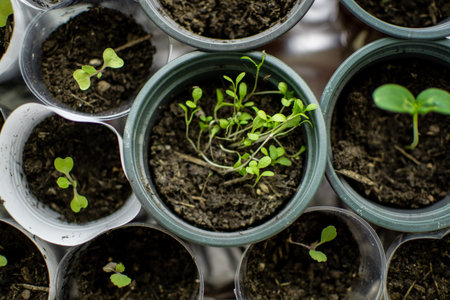 Seedlings in a plastic tray close-up. Planted seed and after some time grown sprouts for...