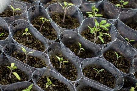Seedlings in a plastic tray close-up. Planted seed and after some time grown sproutsの写真素材