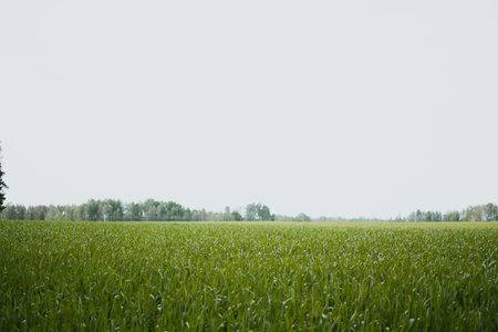 Close-up of tall green grass and wheat in a summer field. Natural rural landscape under soft daylight. High quality photoの写真素材