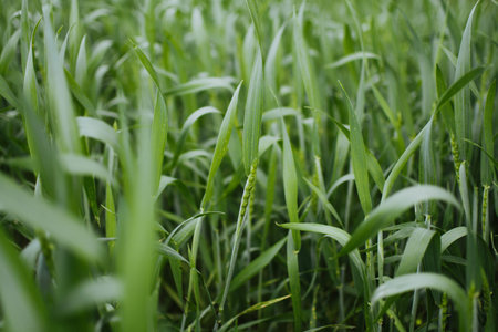 Close-up of tall green grass and wheat in a summer field. Natural rural landscape under soft...