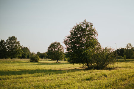Summer meadow with grass and trees glowing in warm sunset light