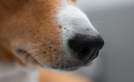 Basenji dog nose and whiskers close-upの写真素材