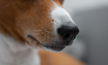 Basenji dog nose and whiskers close-upの写真素材