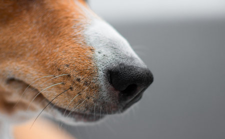 Basenji dog nose and whiskers close-upの写真素材