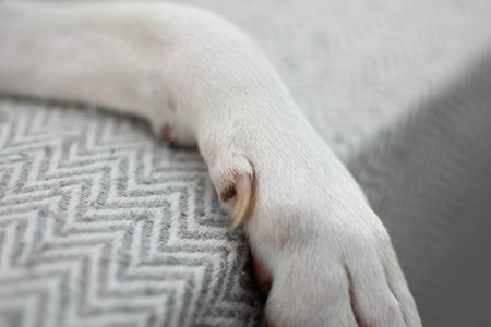 Basenji dog paw with long claw close-up on white and grey patterned blanketの写真素材
