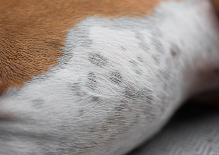 Close-up of Basenji dog skin: red back and white belly with sun spotsの写真素材