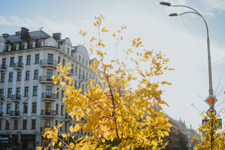 Tree with yellow autumn leaves against a tall building in the center of Minsk on a sunny morning. The autumn sun illuminates the leaves and the building facade, creating a warm and cozy atmosphereの写真素材