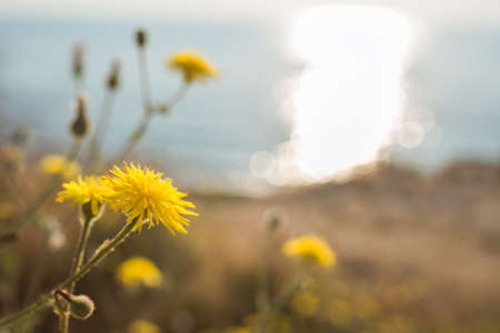 Beautiful delicate yellow dandelion flowers in the sunny warm summer or spring rays. Sea and dreamy dawn.の写真素材