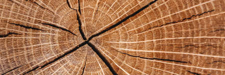 Wooden texture banner. The felled round tree is depicted in close-up with annual radial rings and cracks from the center. Copy space.の写真素材